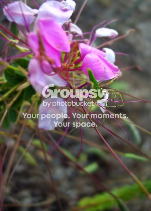 spidermacro.jpg