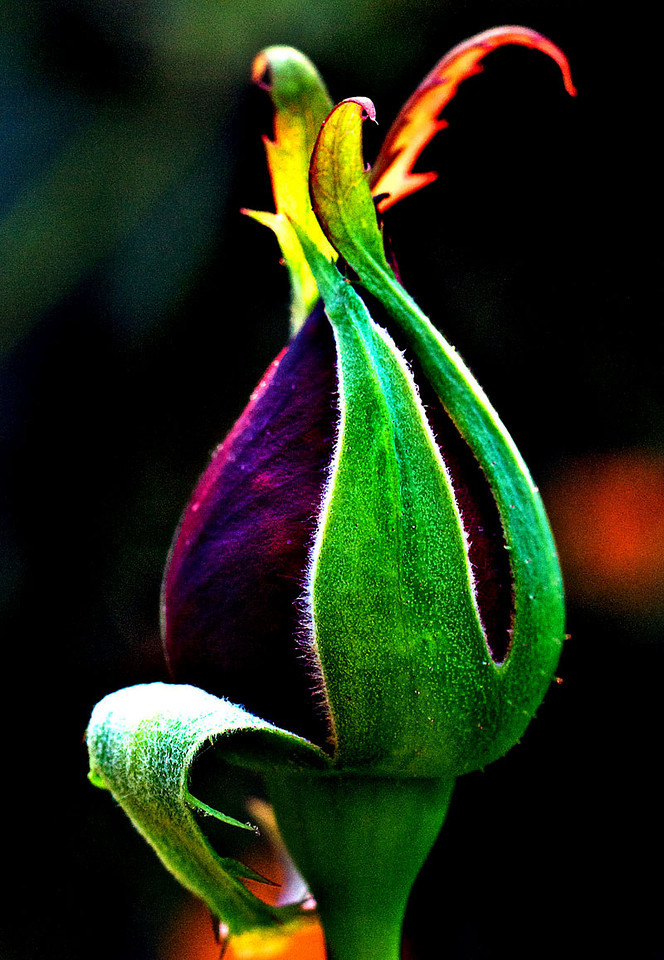 P1080495-X2.jpg
