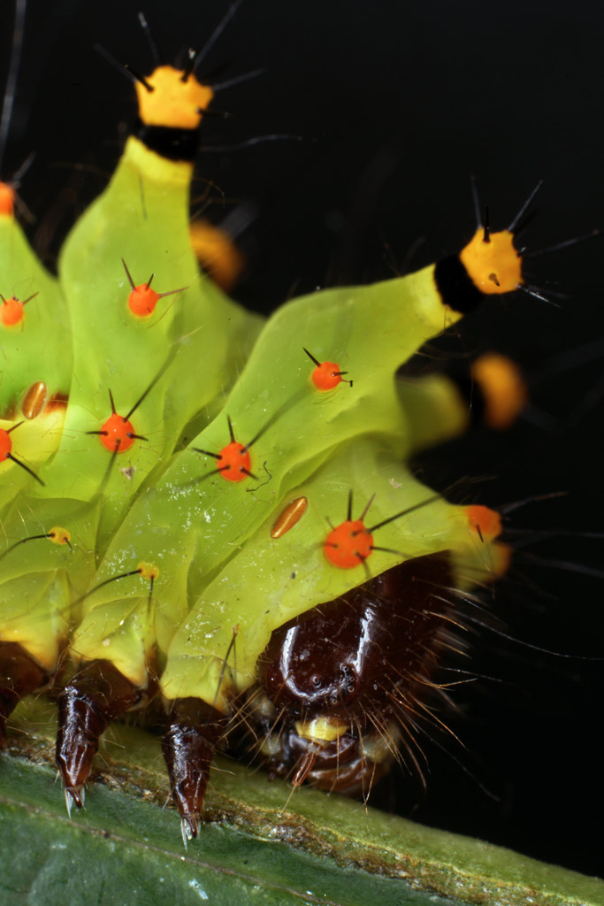 moon_moth_05.jpg