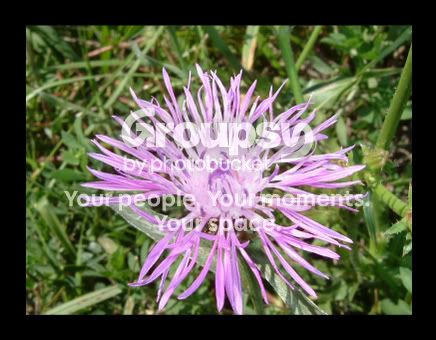 MacroFlower4.jpg