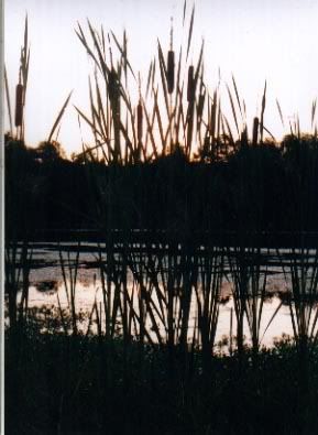 cattails.jpg