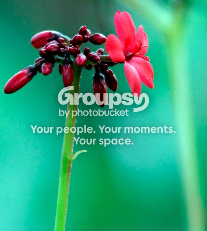 Flower-1.jpg