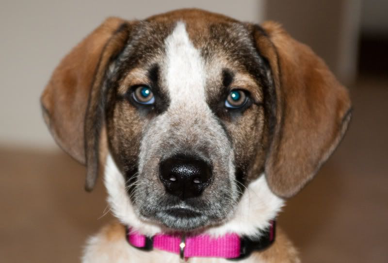 Pepper.jpg