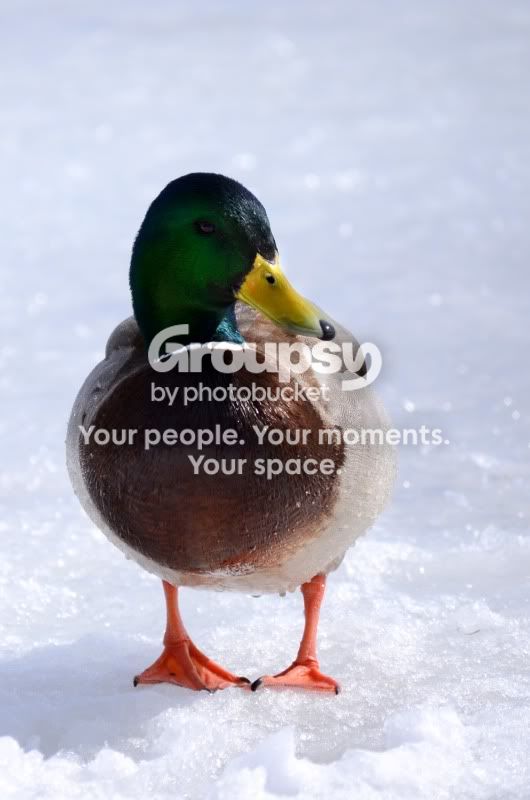 duck1.jpg