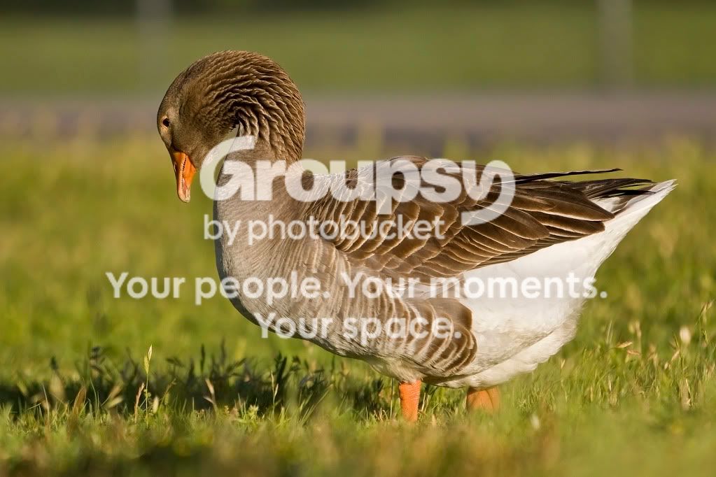 rawduckj.jpg