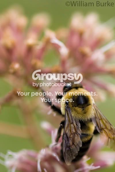 bee.jpg
