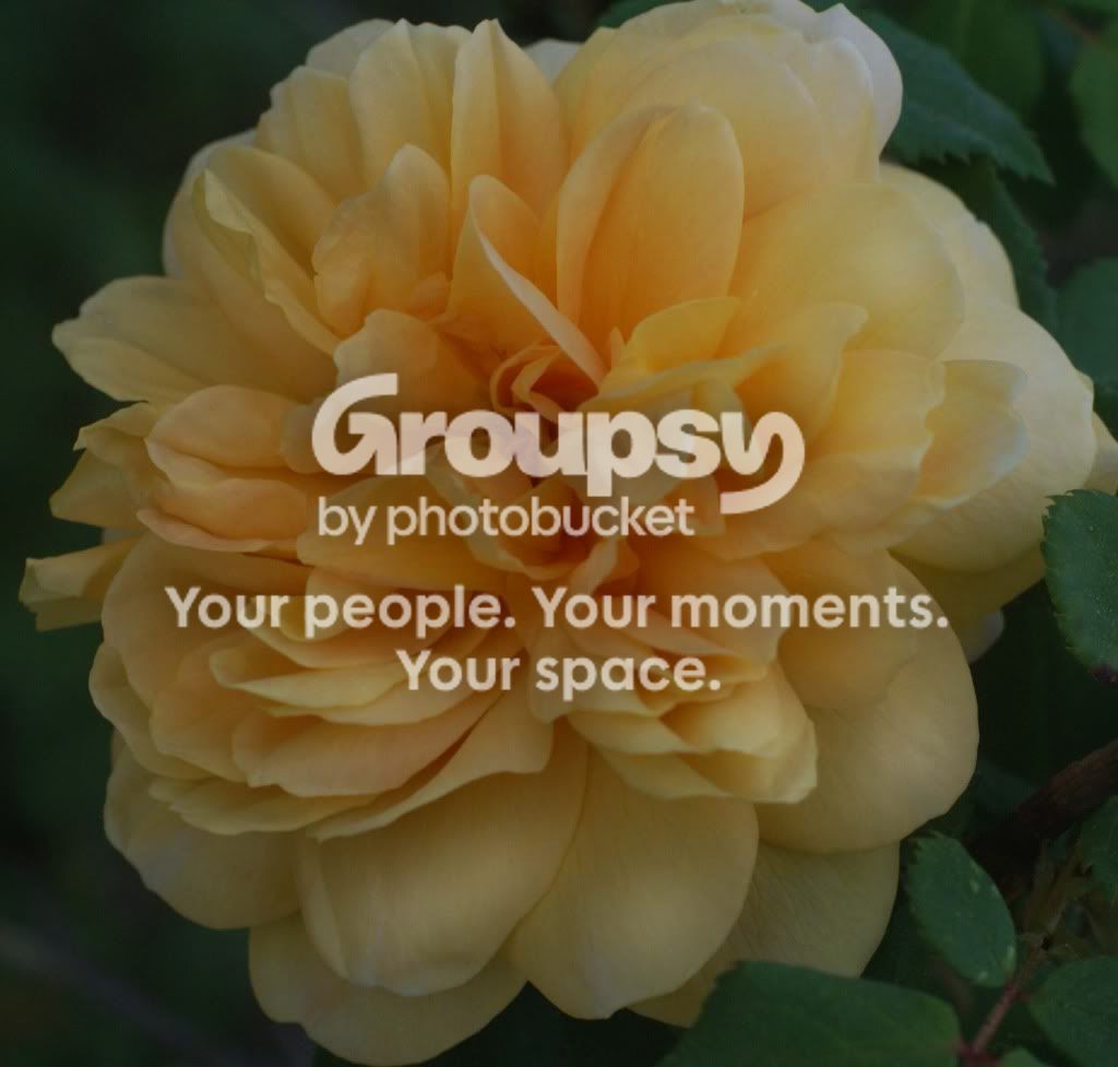 flowers039.jpg