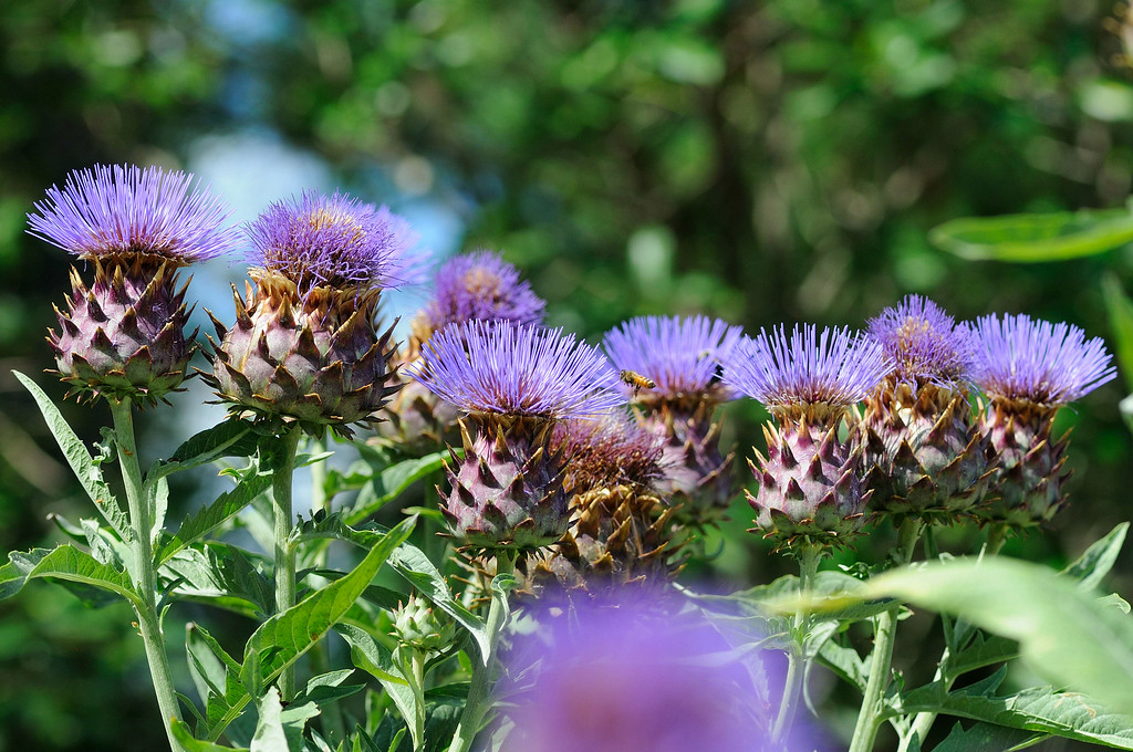 DSC_00288-XL.jpg