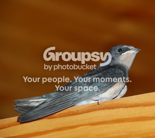 birs23.jpg