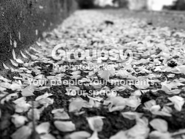 blossoms2.jpg