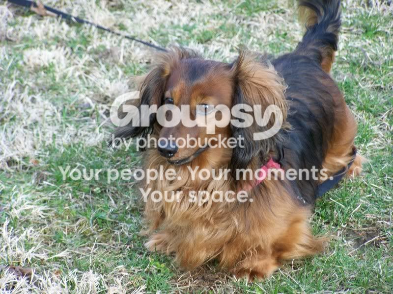 olddutcheagles_buster007.jpg