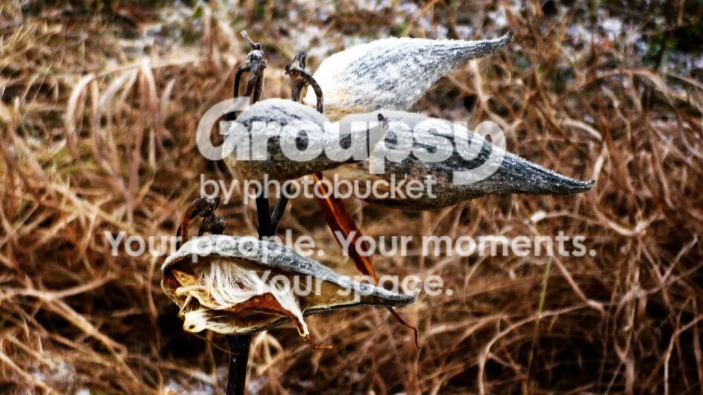 milkweeds.jpg