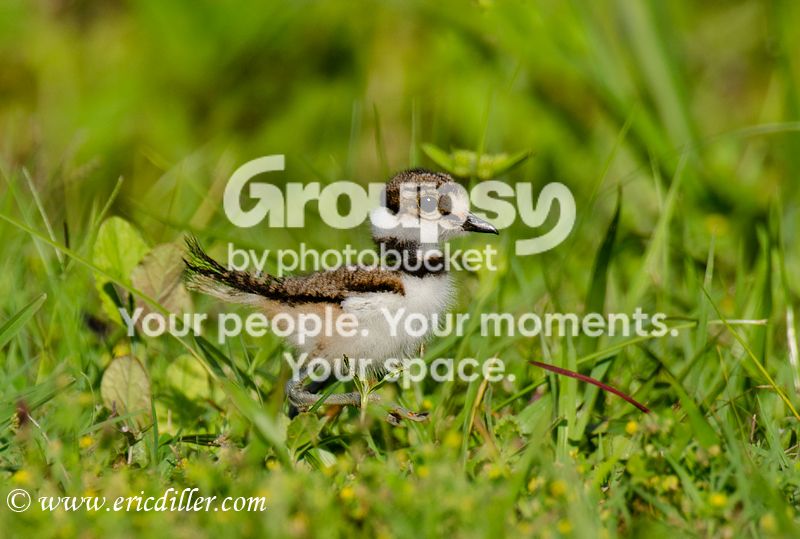_ECD3493-copy800.jpg