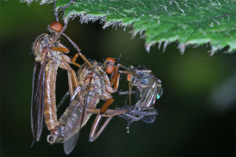 fly_dinner_02.jpg