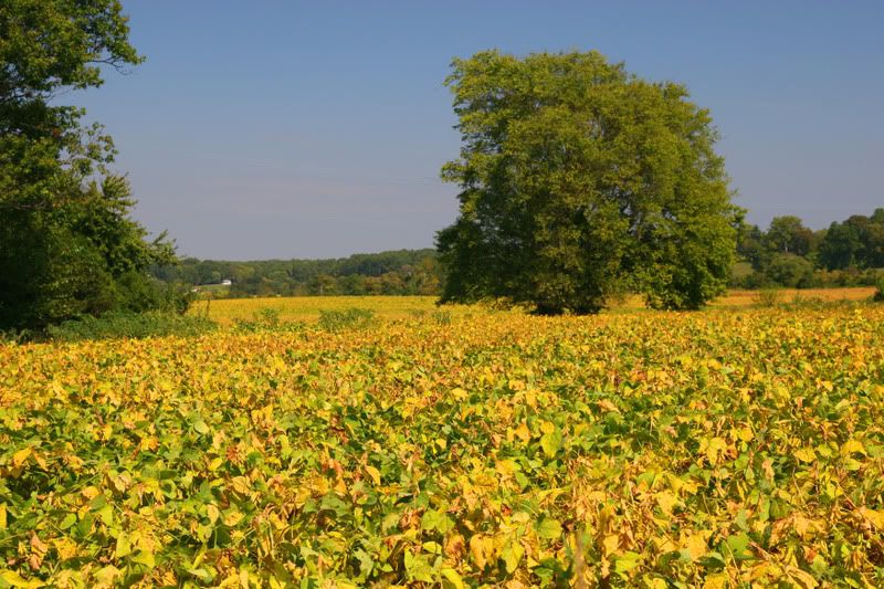 FieldOfGold.jpg