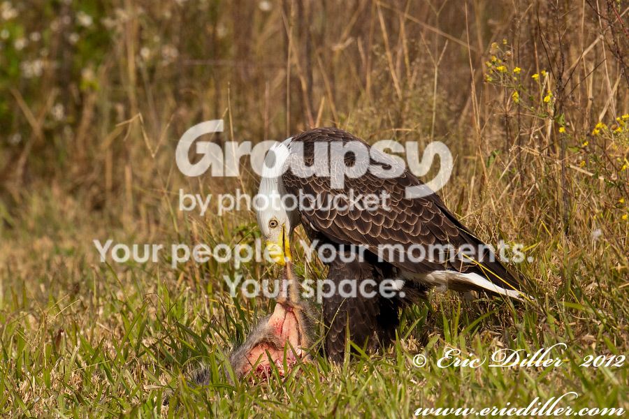 _ECD4966-copy900.jpg