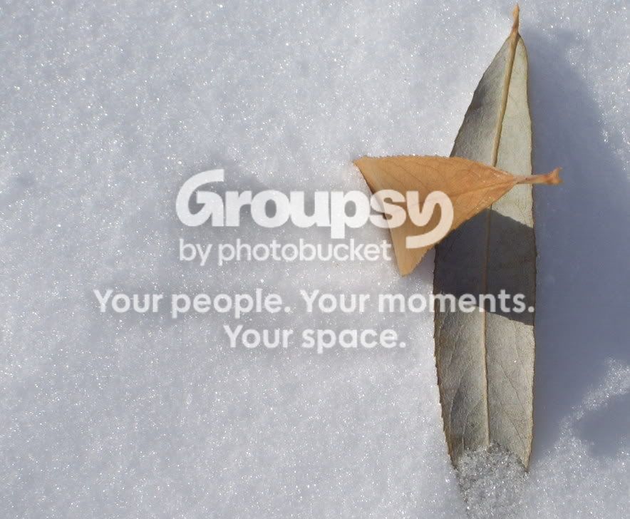wintercomposure12.jpg