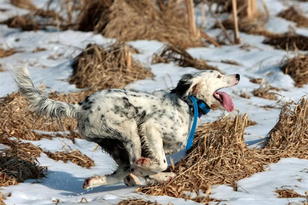 dogrunand24-70testpics012_edited-1L.jpg