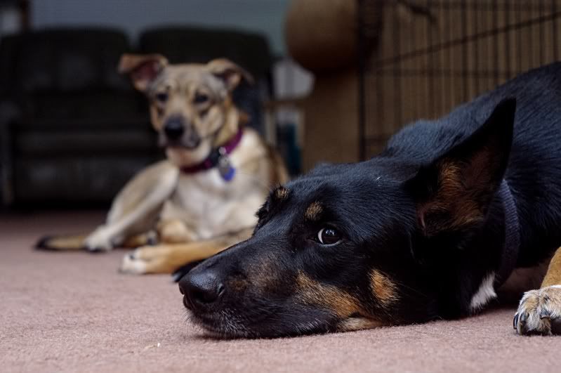 pupsandmoon3109adjusted.jpg