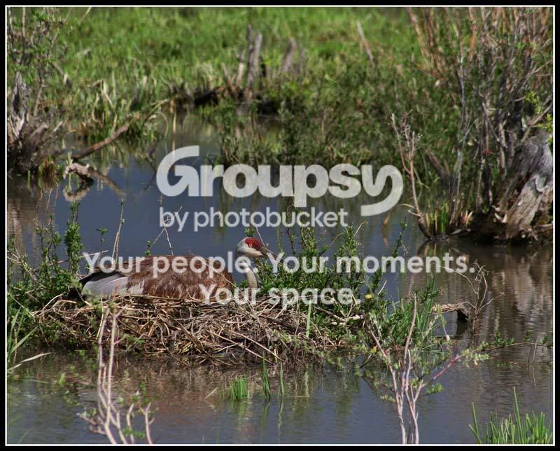 sandhill-crane-nest-051007.jpg