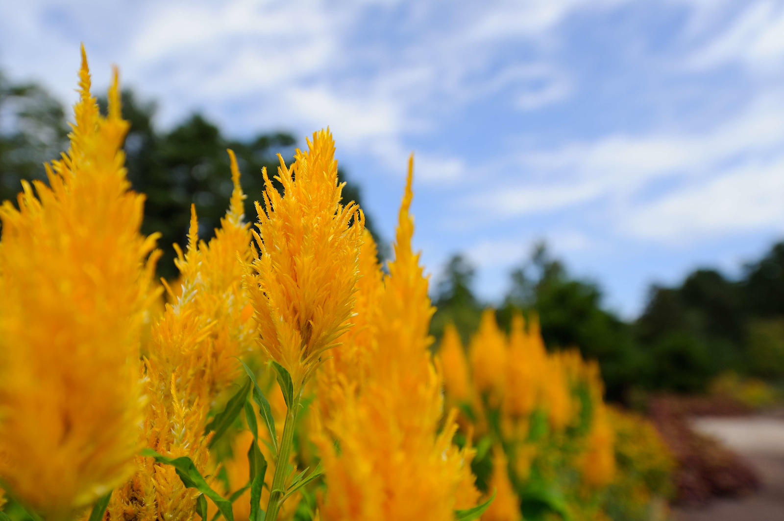DSC_00101-X3.jpg