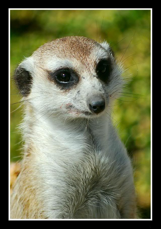 Meercat-copy.jpg