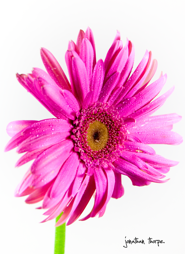flowercloseup.png