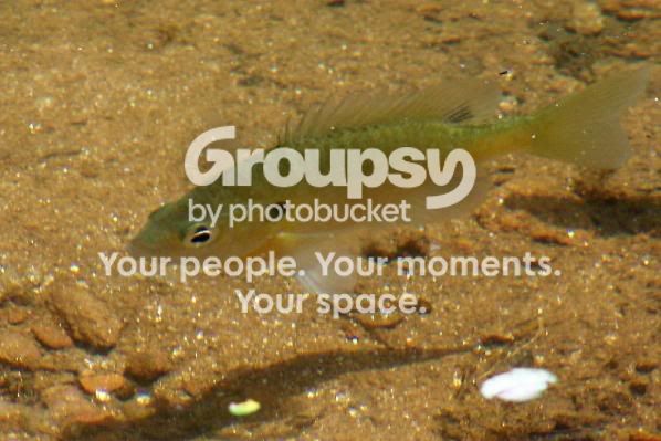 fish.jpg