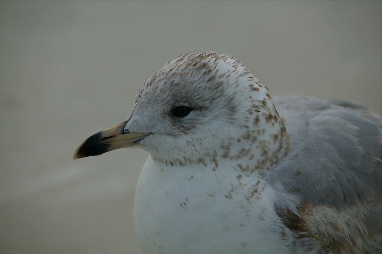 gull.jpg