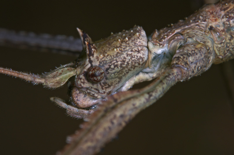 phasmid_08.jpg