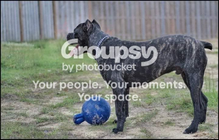 photobucket-1523-1333279953304.jpg