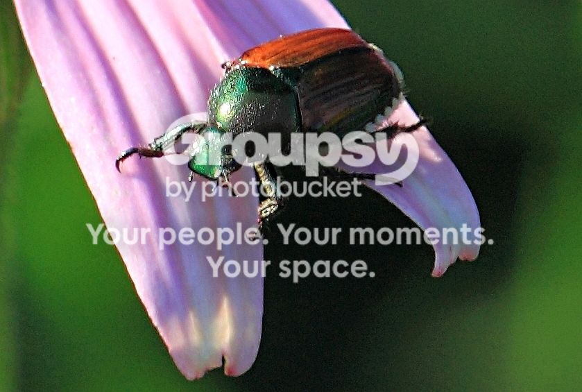 SpanishBeetle.jpg