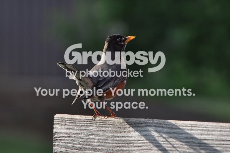 scenes021.jpg