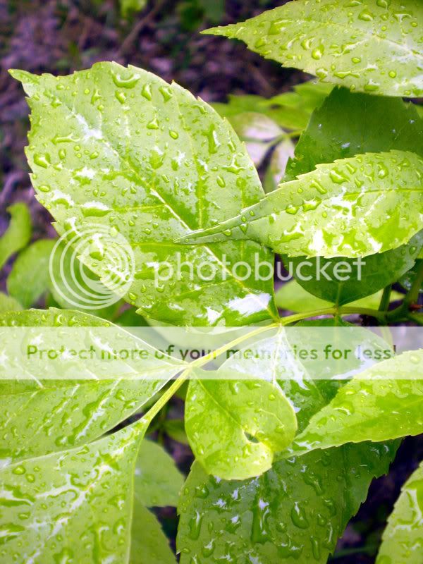 After_the_rain______by_peanutfunky.jpg