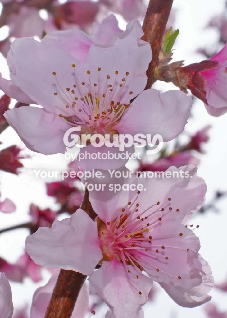 spring026.jpg