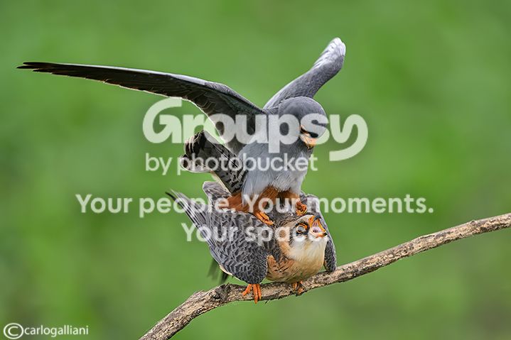 155989083_XPOKwlwu_ABD_62131.jpg