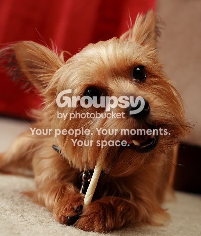 DogPortrait3.jpg