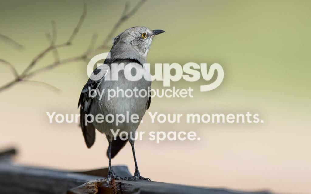 Mockinbird2_zpsa7eea408.jpg