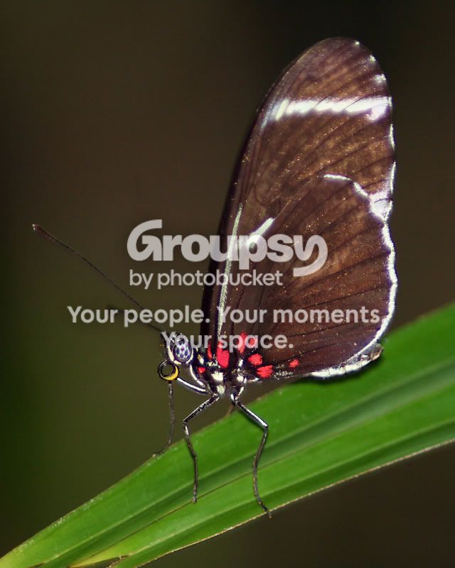 PatientlyWaiting-butterfly030118-PO.jpg