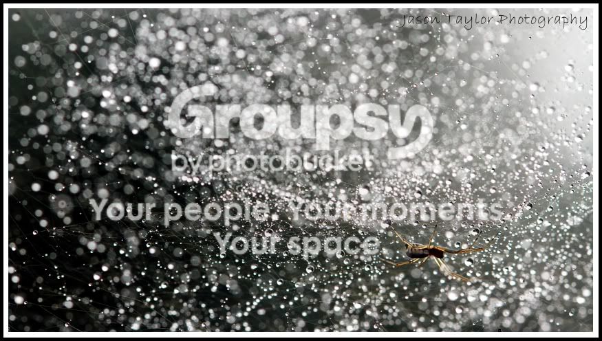 spiderdroplets.jpg