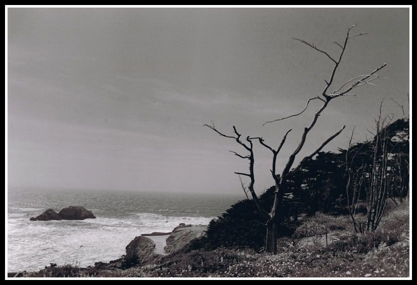 treeandocean.jpg