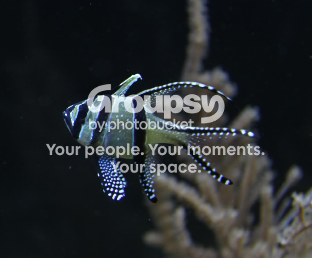 Fish.jpg