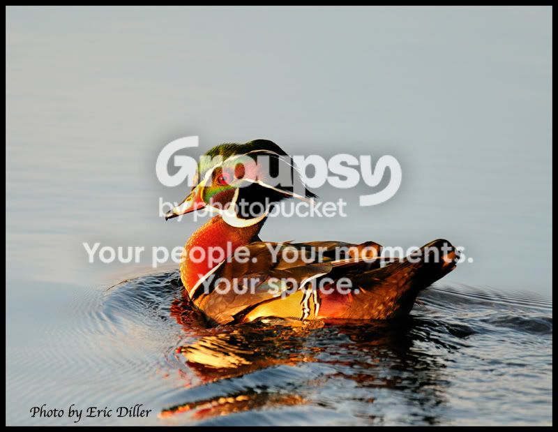 ECD_6808copy.jpg