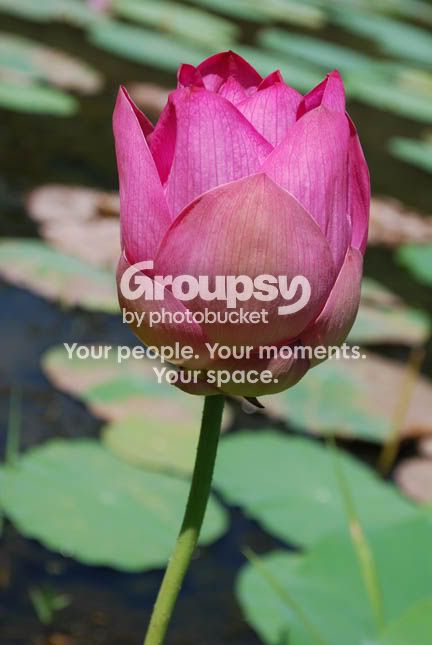 LOTUS9_0220.jpg