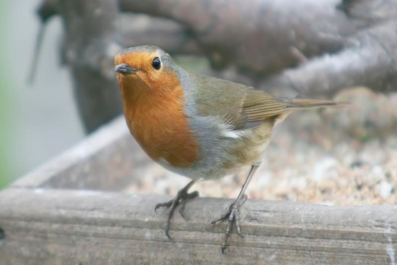 Robin28-1-07.jpg