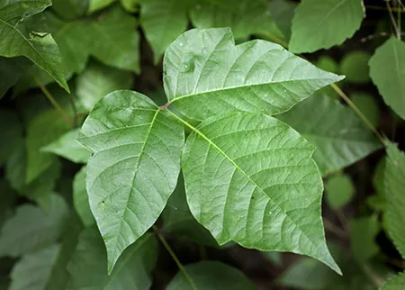 poison-ivy.jpg