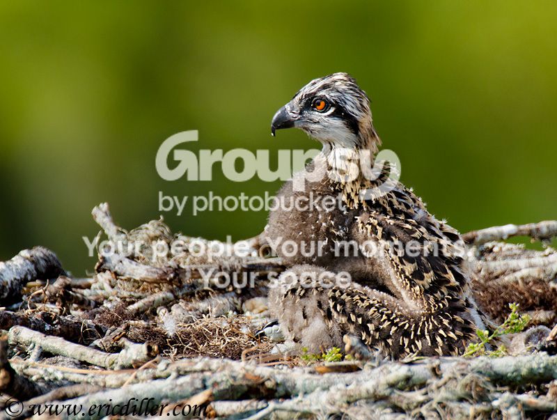 _ECD5420-copy800.jpg