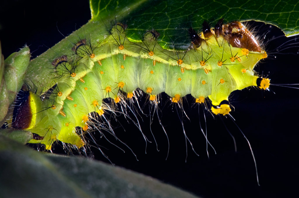 moon_moth_02.jpg