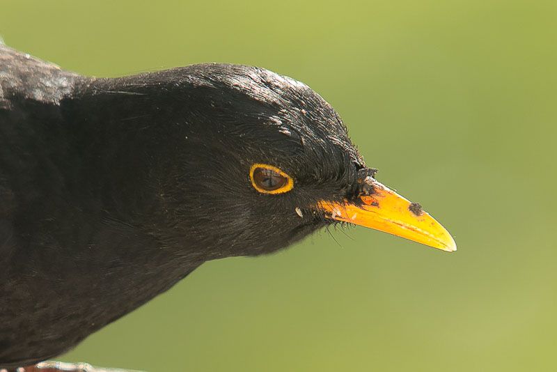 backbird.jpg