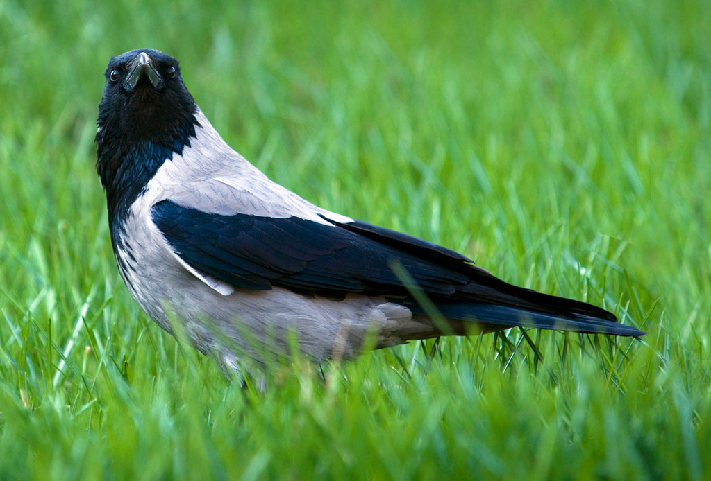 crow_02.jpg